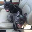 Small Photo #1 French Bulldog Puppy For Sale in BELLEVILLE, NJ, USA
