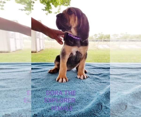 Medium Photo #4 Bloodhound Puppy For Sale in ANGLETON, TX, USA