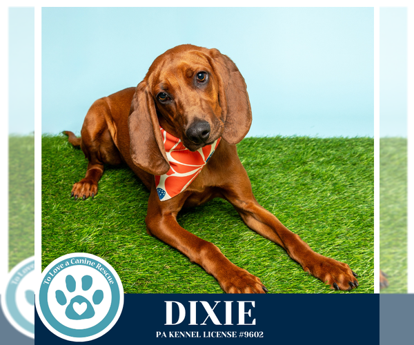 Medium Photo #8 Redbone Coonhound Puppy For Sale in Kimberton, PA, USA