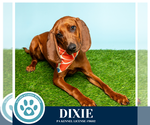 Small #7 Redbone Coonhound