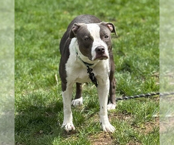 Medium Photo #1 Mutt Puppy For Sale in Center Township, PA, USA