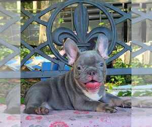 French Bulldog Puppy for sale in GAINESVILLE, FL, USA