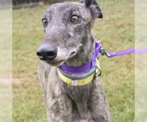 Greyhound Dogs for adoption in Grandville, MI, USA