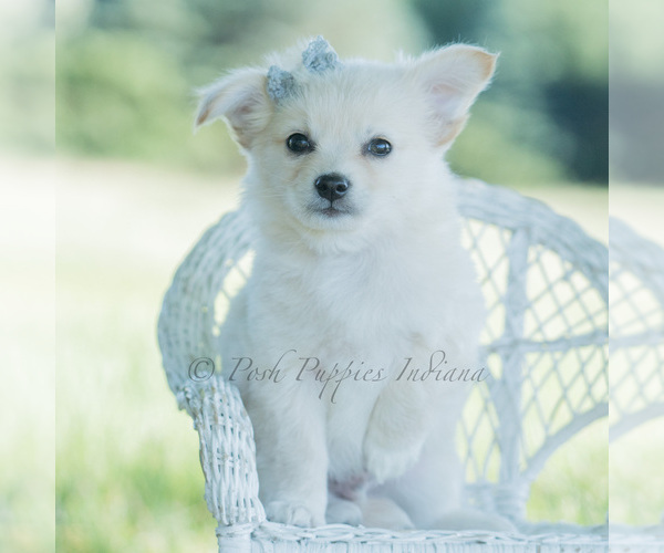 Medium Photo #126 Chihuahua Puppy For Sale in WARSAW, IN, USA