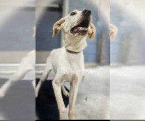 Monty (in foster) - Male Mutt Dog for Adoption - Photo #4