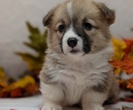 Small #5 Pembroke Welsh Corgi