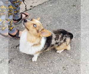 Pembroke Welsh Corgi Dog for Adoption in MILTON, Wisconsin USA