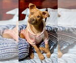 Small #6 American Staffordshire Terrier-Labrador Retriever Mix