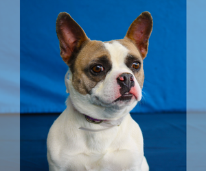 French Bulldog Dogs for adoption in Pasadena, CA, USA
