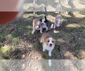 Australian Shepherd-Cardigan Welsh Corgi Mix Dog for Adoption in PRETTY PRAIRE, Kansas USA