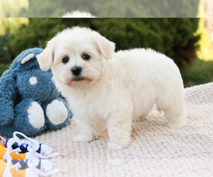 Havanese Puppy for sale in SYRACUSE, IN, USA