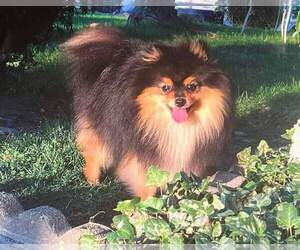 Father of the Pomeranian puppies born on 06/23/2023