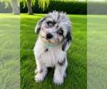 Small #2 Cavapoo (Miniature)