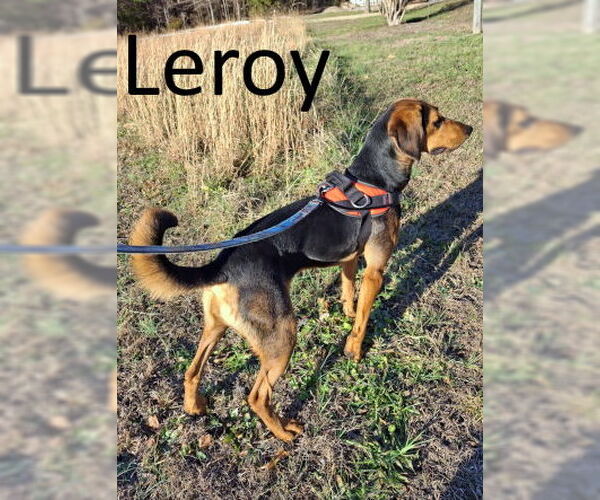 Medium Photo #4 Black and Tan Coonhound-Unknown Mix Puppy For Sale in Mountain View, AR, USA