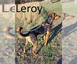 Leroy - Male Black and Tan Coonhound-Unknown Mix Dog for Adoption - Photo #4