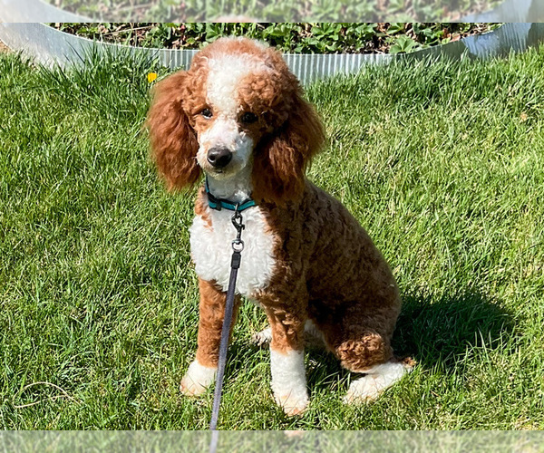 Medium Photo #1 Goldendoodle (Miniature) Puppy For Sale in MIDDLEBURY, IN, USA