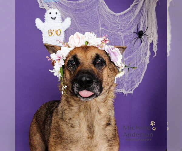 Medium Photo #1 German Shepherd Dog-Unknown Mix Puppy For Sale in Corona, CA, USA