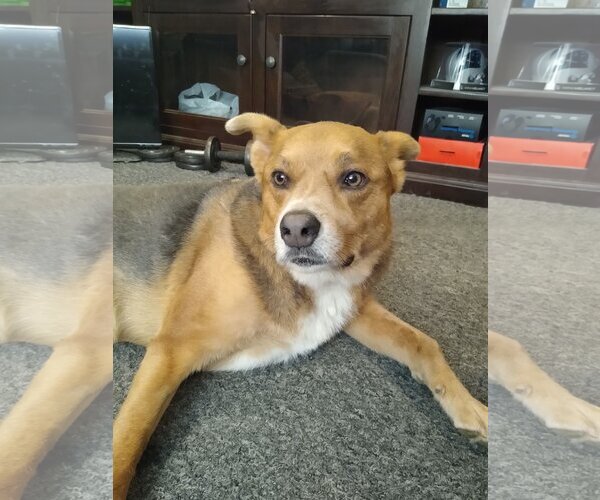 Medium Photo #7 Mutt Puppy For Sale in Lockport, NY, USA
