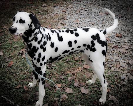 Medium Photo #1 Dalmatian Puppy For Sale in CAMBRIA, VA, USA