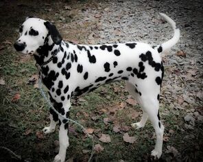 Mother of the Dalmatian puppies born on 12/07/2018