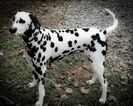 Small Photo #1 Dalmatian Puppy For Sale in CAMBRIA, VA, USA