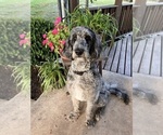 Small Photo #1 Labradoodle Puppy For Sale in MIFFLINBURG, PA, USA