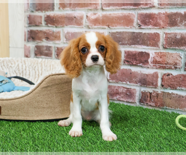 Medium Photo #6 Cavalier King Charles Spaniel Puppy For Sale in SYRACUSE, IN, USA