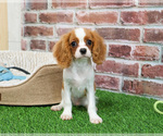 Small #5 Cavalier King Charles Spaniel