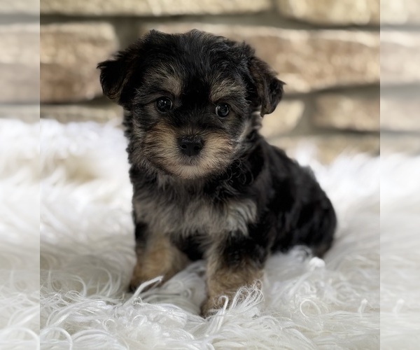 Medium Photo #2 Morkie Puppy For Sale in ROCK STREAM, NY, USA