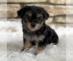 Small #1 Morkie