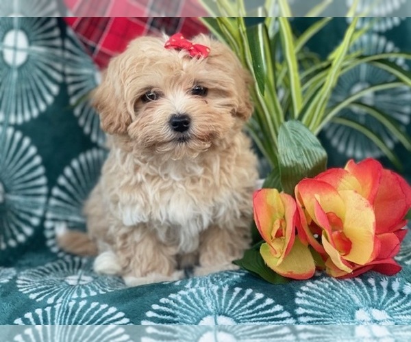 Medium Photo #5 Poovanese Puppy For Sale in LAKELAND, FL, USA