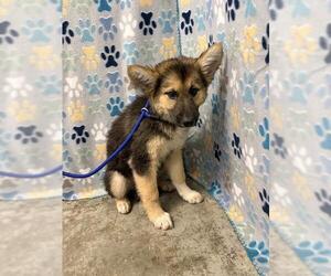 German Shepherd Dog Dogs for adoption in Rosenberg, TX, USA