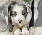 Puppy 3 Miniature Australian Shepherd