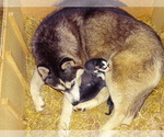 Small Photo #1 Siberian Husky Puppy For Sale in UNITY, WI, USA