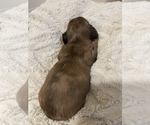 Small Photo #5 Dachshund Puppy For Sale in MECHANICSVILLE, VA, USA