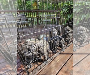 Cane Corso Puppy for sale in CHARLOTTE, NC, USA