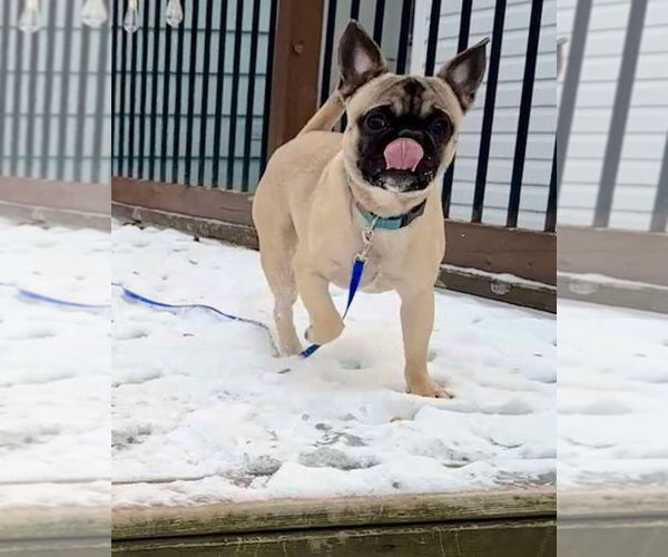 Medium Photo #1 Frenchie Pug Puppy For Sale in Brights Grove, Ontario, Canada