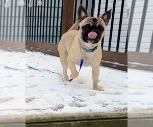 Frenchie Pug Dogs for adoption in Brights Grove, Ontario, Canada