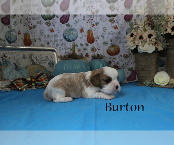 Medium Photo #7 Cavalier King Charles Spaniel Puppy For Sale in CHANUTE, KS, USA