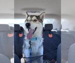 Small #2 Siberian Husky Mix