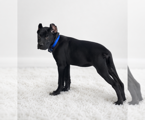 Medium Photo #10 Cane Corso Puppy For Sale in ANDERSON, IN, USA