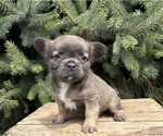 Small #1 French Bulldog
