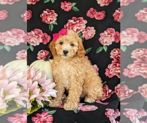 Cock-A-Poo Puppy for sale in NEW HOLLAND, PA, USA