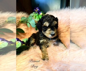 Bernedoodle Puppy for sale in SAINT CLOUD, MN, USA