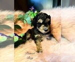 Image preview for Ad Listing. Nickname: Litter of 2