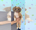Small #4 Shih Tzu Mix