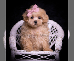 Small #4 Maltipoo (Miniature)
