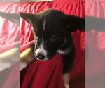 Small Photo #3 Alusky-German Shepherd Dog Mix Puppy For Sale in DETROIT, MI, USA