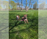 Small #2 American Pit Bull Terrier Mix