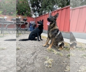 German Shepherd Dog Puppy for sale in HAYWARD, CA, USA
